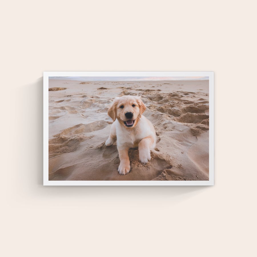 Pânză personalizată Tablou personalizat cu un cățeluș golden retriever pe plajă. Aveți fotografiile preferate tipărite pe pânză de înaltă calitate!