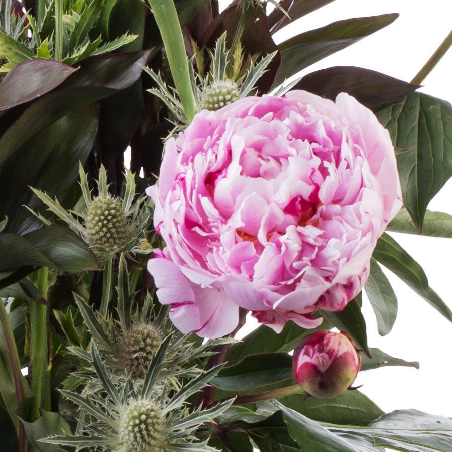 Mooie Bloemen – Pioenrozen in roze en wit, omringd door frisgroene bladeren. Personaliseer de bijpassende kaart met een eigen boodschap.