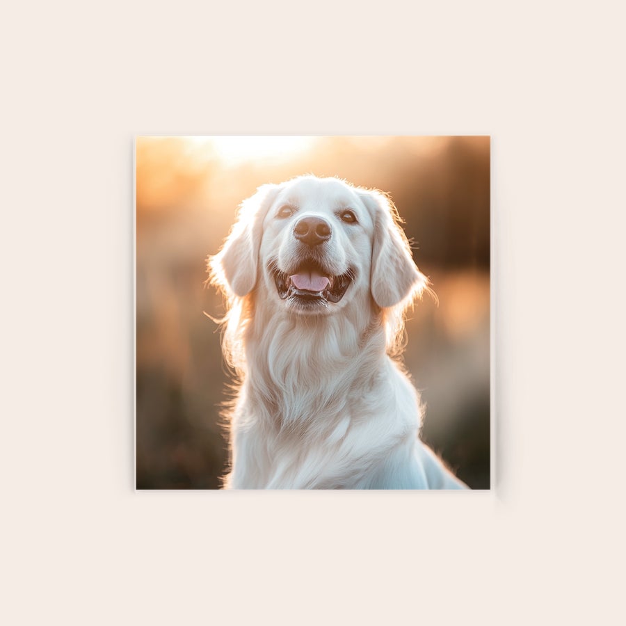 Photo on Acrylic Photo on acrylic featuring a happy golden retriever in sunlight, a unique way to immortalize your memorable moment.