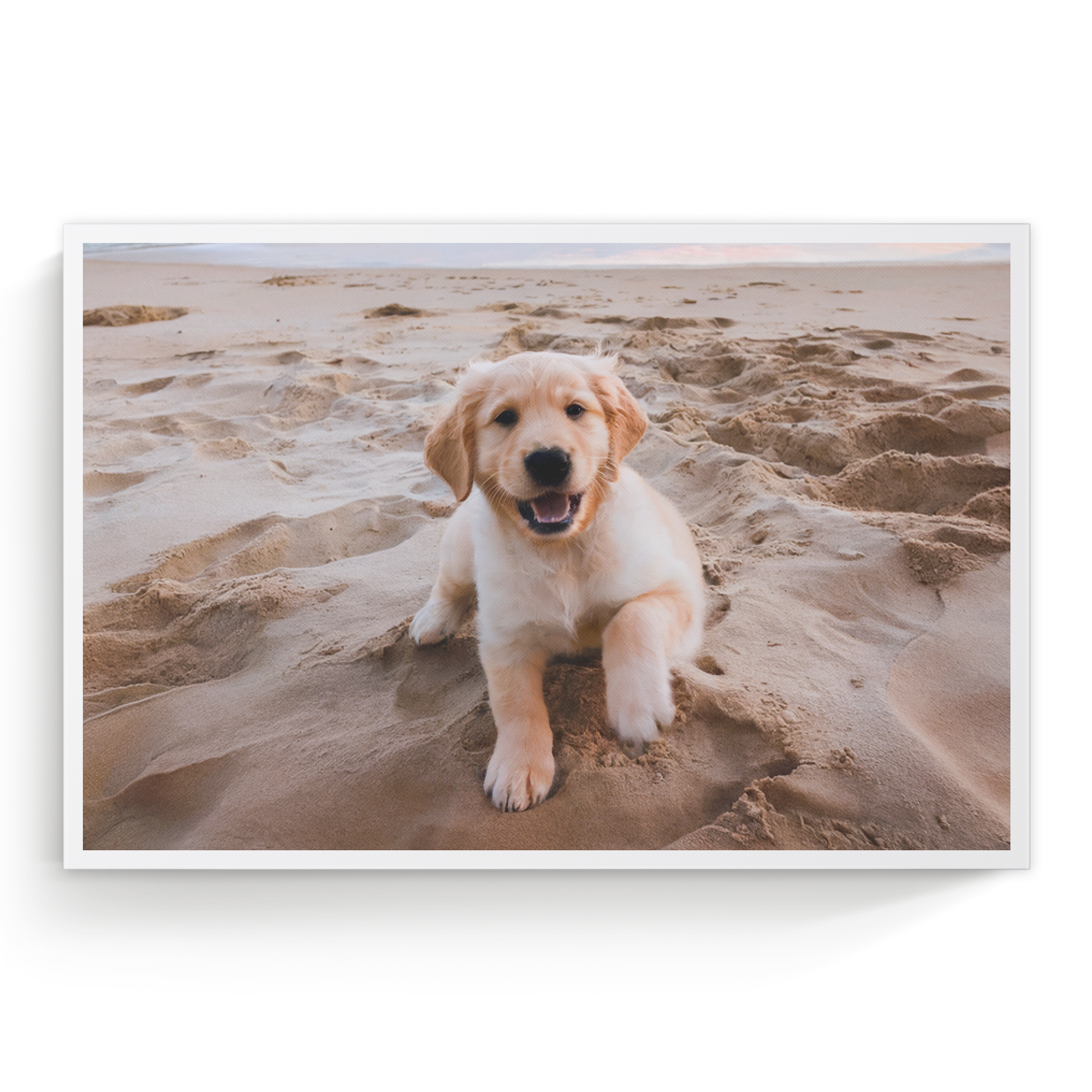 Fotoleinwand mit einem süßen Golden Retriever Welpen am Strand, das Foto wurde als personalisierte Leinwand gedruckt