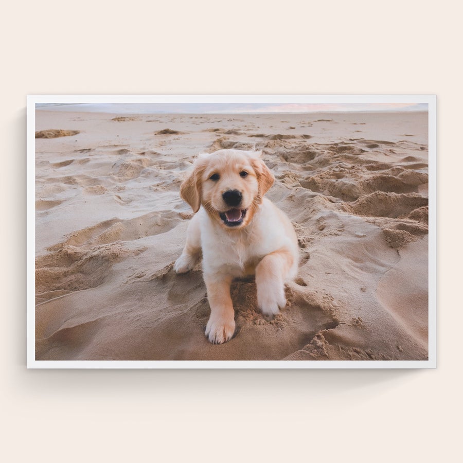 Pânză personalizată Pânză personalizată cu o fotografie tipărită a unui cățeluș Golden Retriever pe plajă, având fotografiile preferate tipărite pe pânză de înaltă calitate.