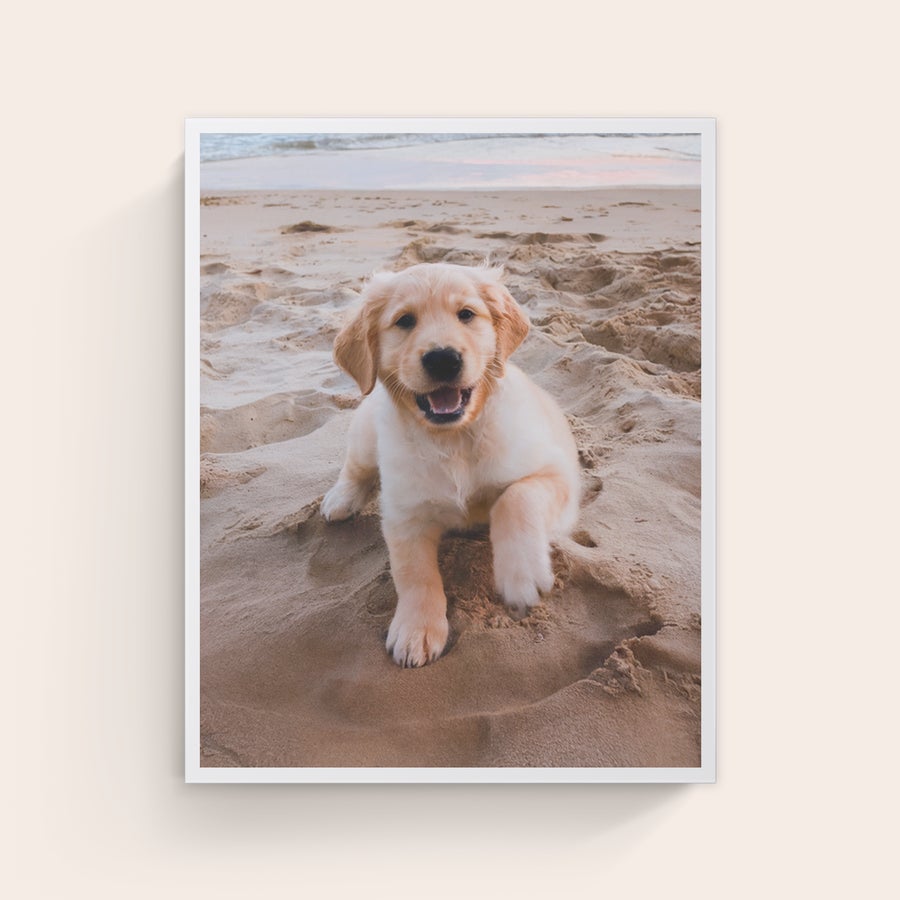 Zdjęcie na płótnie Płótno ze zdjęciem psa golden retrievera na plaży, idealna dekoracja ścienna z własnym zdjęciem