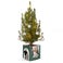 Kleiner Weihnachtsbaum in personalisiertem Topf