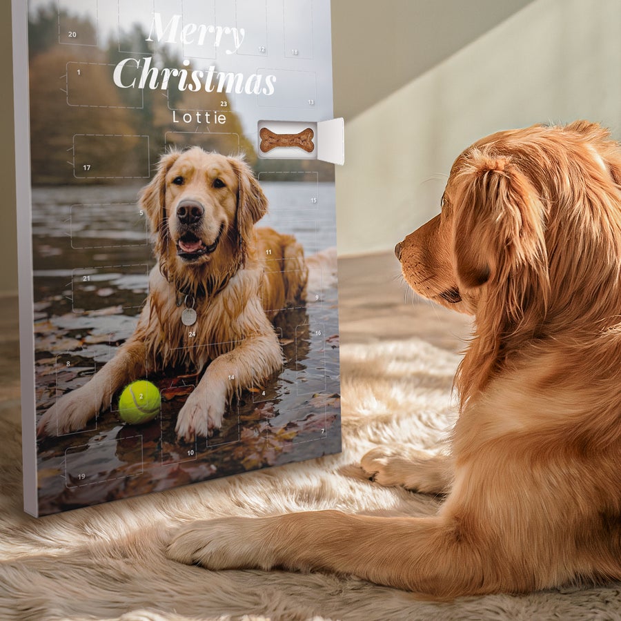 Calendario de adviento personalizado para perros - Pedigree Calendario de adviento personalizado para perros con foto y nombre impresos, un golden retriever mira el calendario con un premio en forma de hueso.