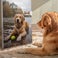 Personlig adventskalender for hunder – Pedigree Personlig adventskalender for hunder – Pedigree