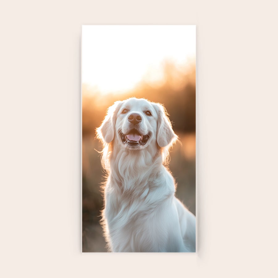 Fotografie pe acrilic Fotografie acrilică personalizată cu un câine Golden Retriever, imprimată la comandă, perfectă pentru imortalizarea unui moment.