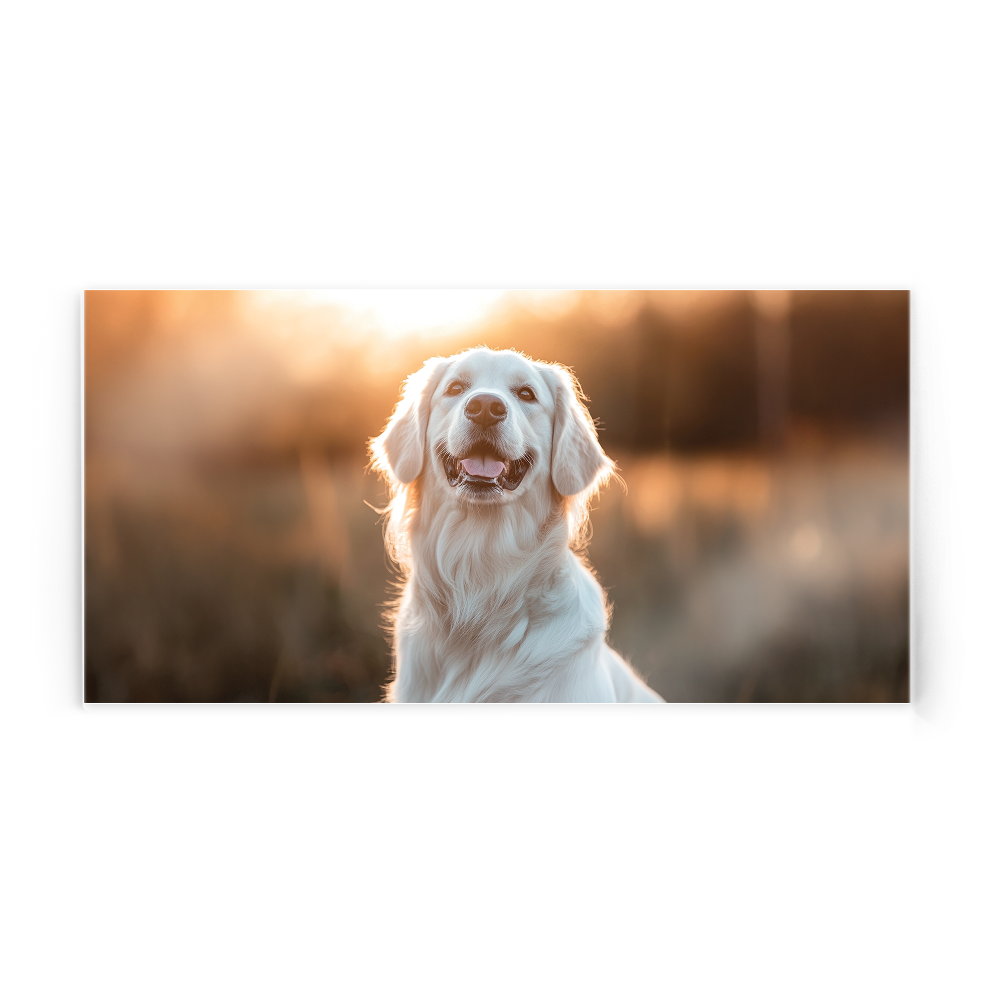 Foto auf Acrylglas mit einem Golden Retriever vor Sonnenuntergang, dein Foto auf Acrylglas gedruckt