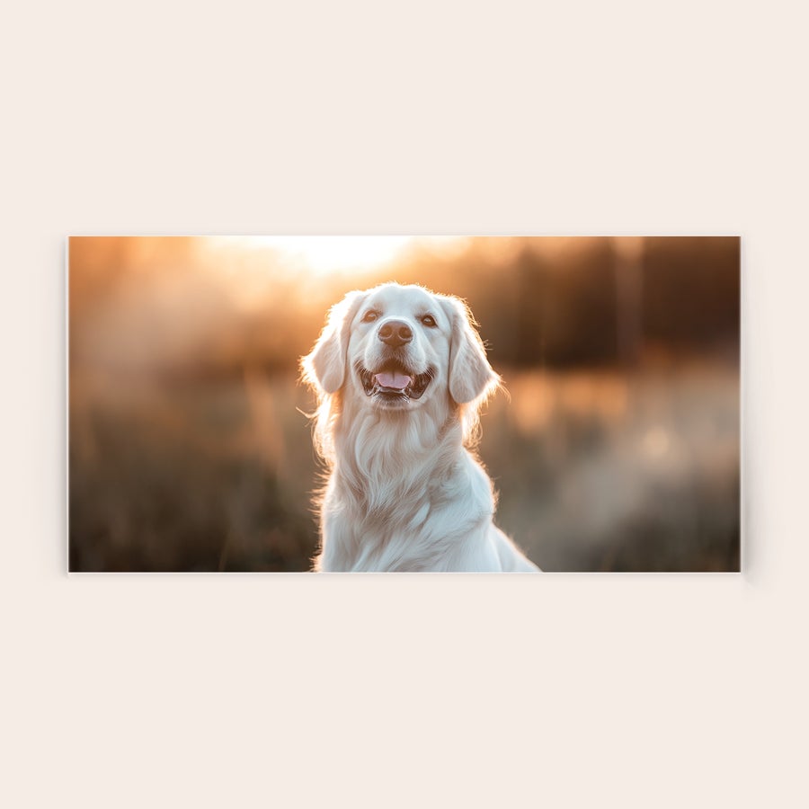 Foto su acrillico Foto su acrilico personalizzata con un golden retriever sorridente in un campo illuminato dal sole