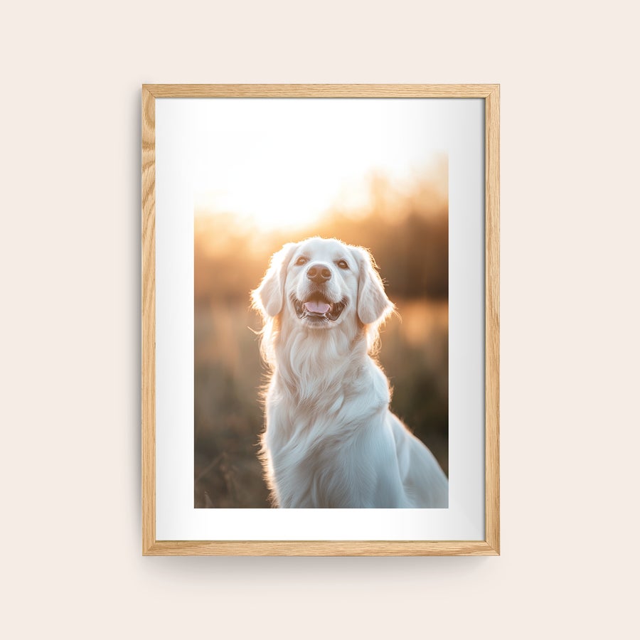 Inramat foto Personlig affisch med en glad vit hund i solnedgången, tryckt med eget foto i snygg träram.