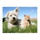 Poster - 80 x 60 cm