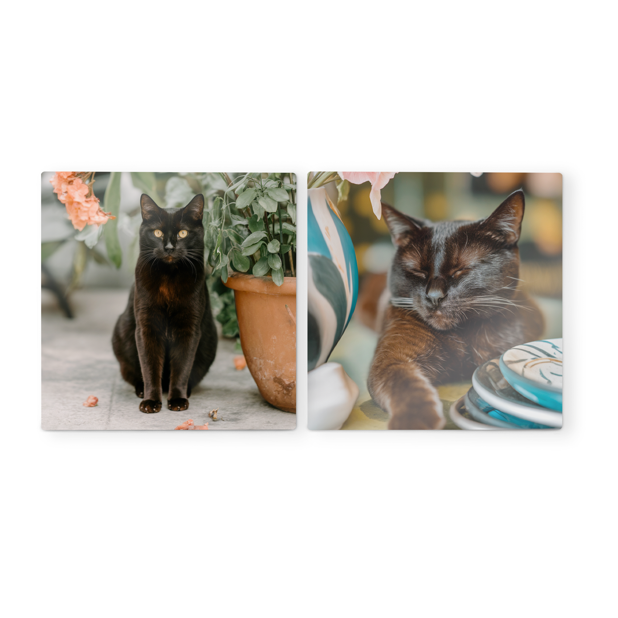 Dřevěné nástěnné panely s vlastním designem, potištěné fotografiemi černé kočky