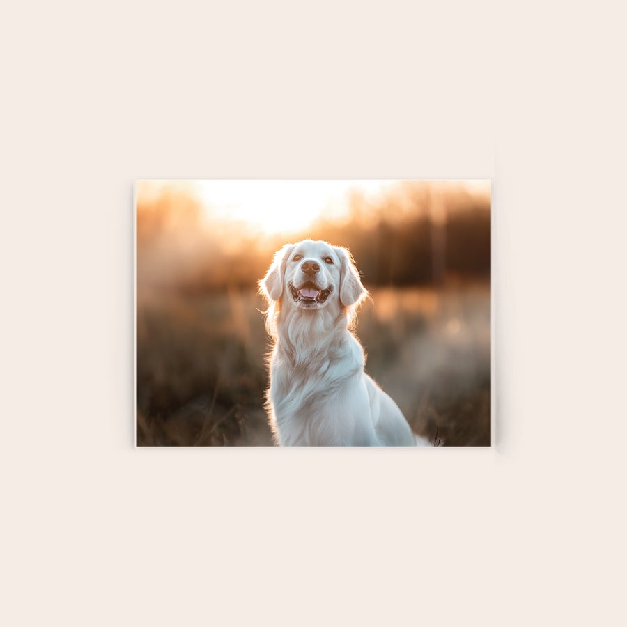 Foto op plexiglas Foto op plexiglas van een blije golden retriever in het zonlicht, om jouw mooiste herinneringen te laten schitteren.