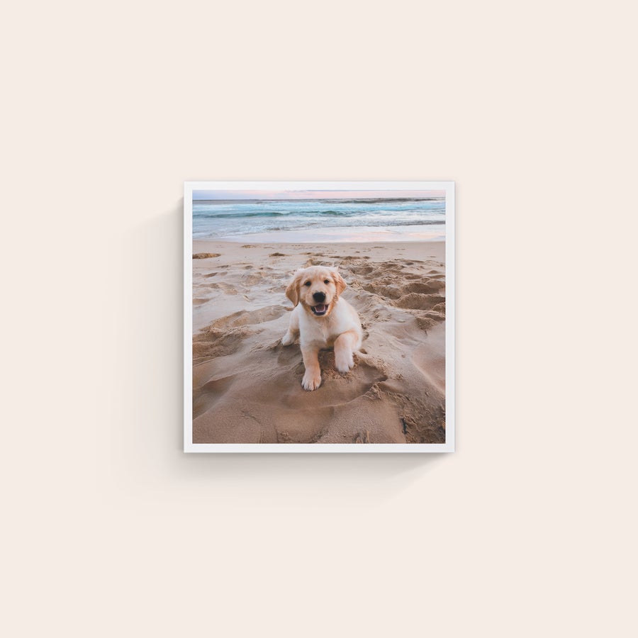 Foto impressa em tela Tela personalizada com foto de um cachorrinho golden retriever na praia, imprimimos suas fotos mais bonitas em uma tela real linnen.
