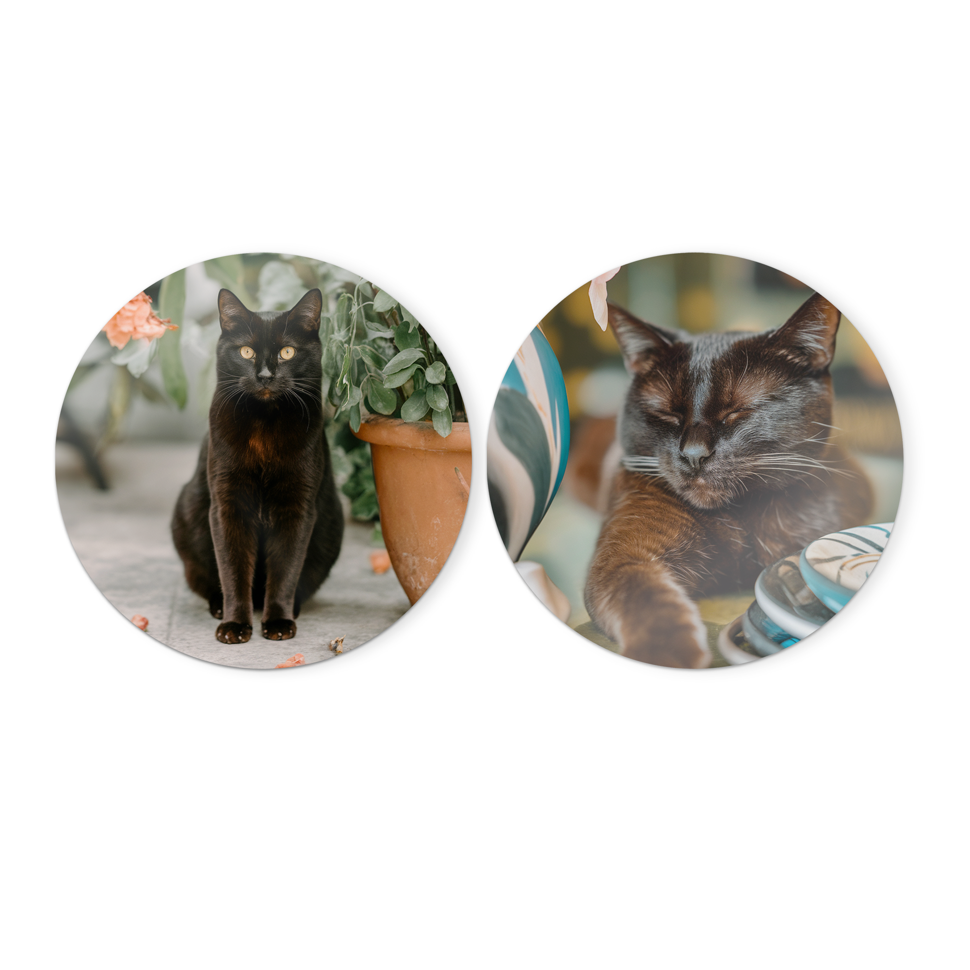 Rundt treveggkunstpanel med trykt bilde av en sittende svart katt, og et annet panel med en katt som sover.
