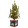 Mini albero di Natale in vaso personalizzato