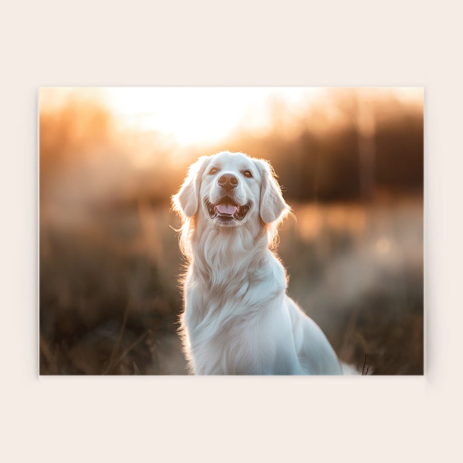 Foto på plexiglas Leende golden retriever på en personlig foto på plexiglas, föreviga favoritkort på plexiglas.