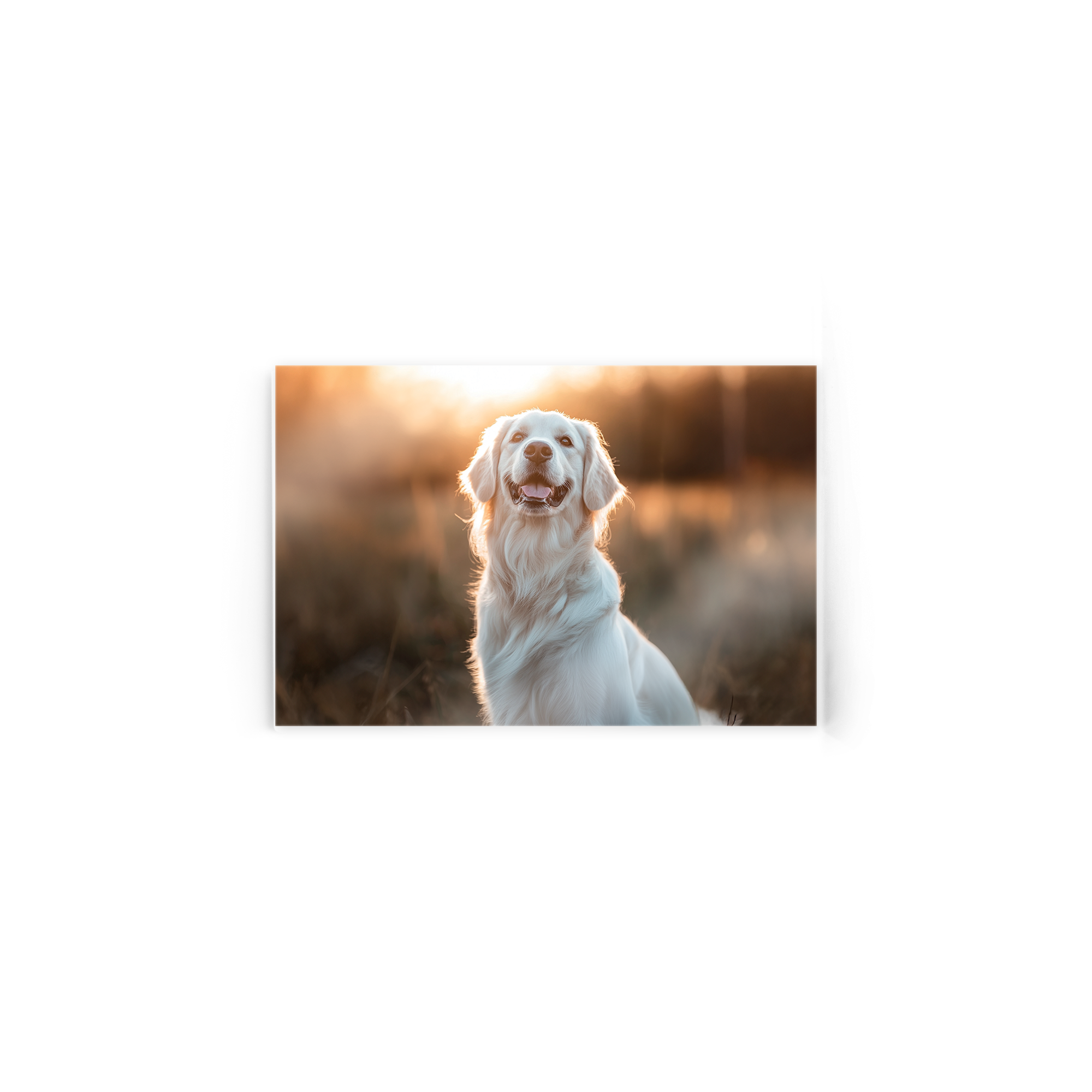 Foto in acrilico personalizzata con la foto di un golden retriever, stampata a colori su una piastra acrilica, immersa nella luce del tramonto