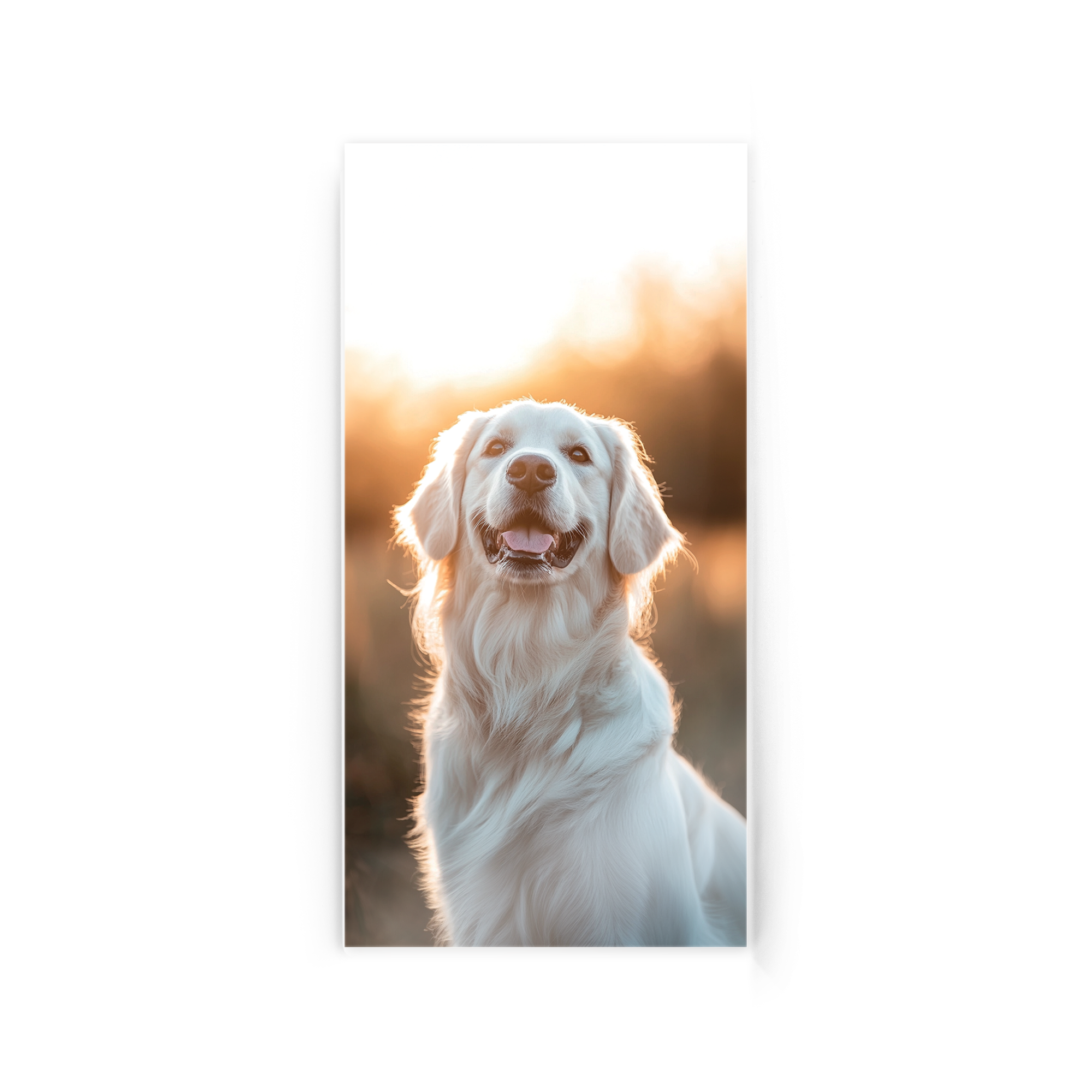 Foto en acrílico personalizada con imagen de un perro golden retriever, sonriendo bajo la luz del sol.