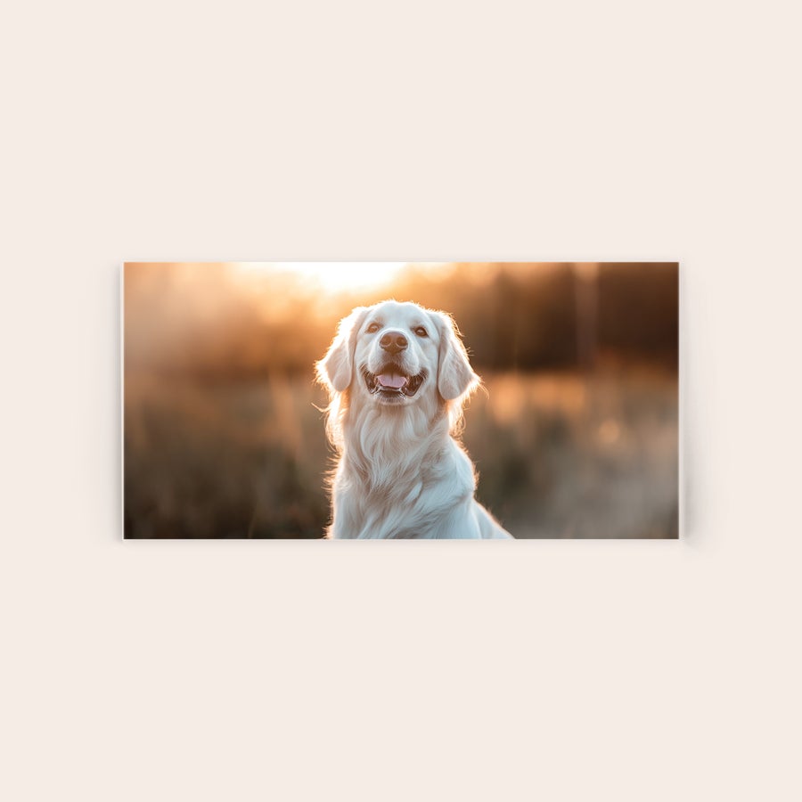 Foto op plexiglas Foto op plexiglas van een blije golden retriever bij zonsondergang, gepersonaliseerd met jouw mooiste herinneringen.