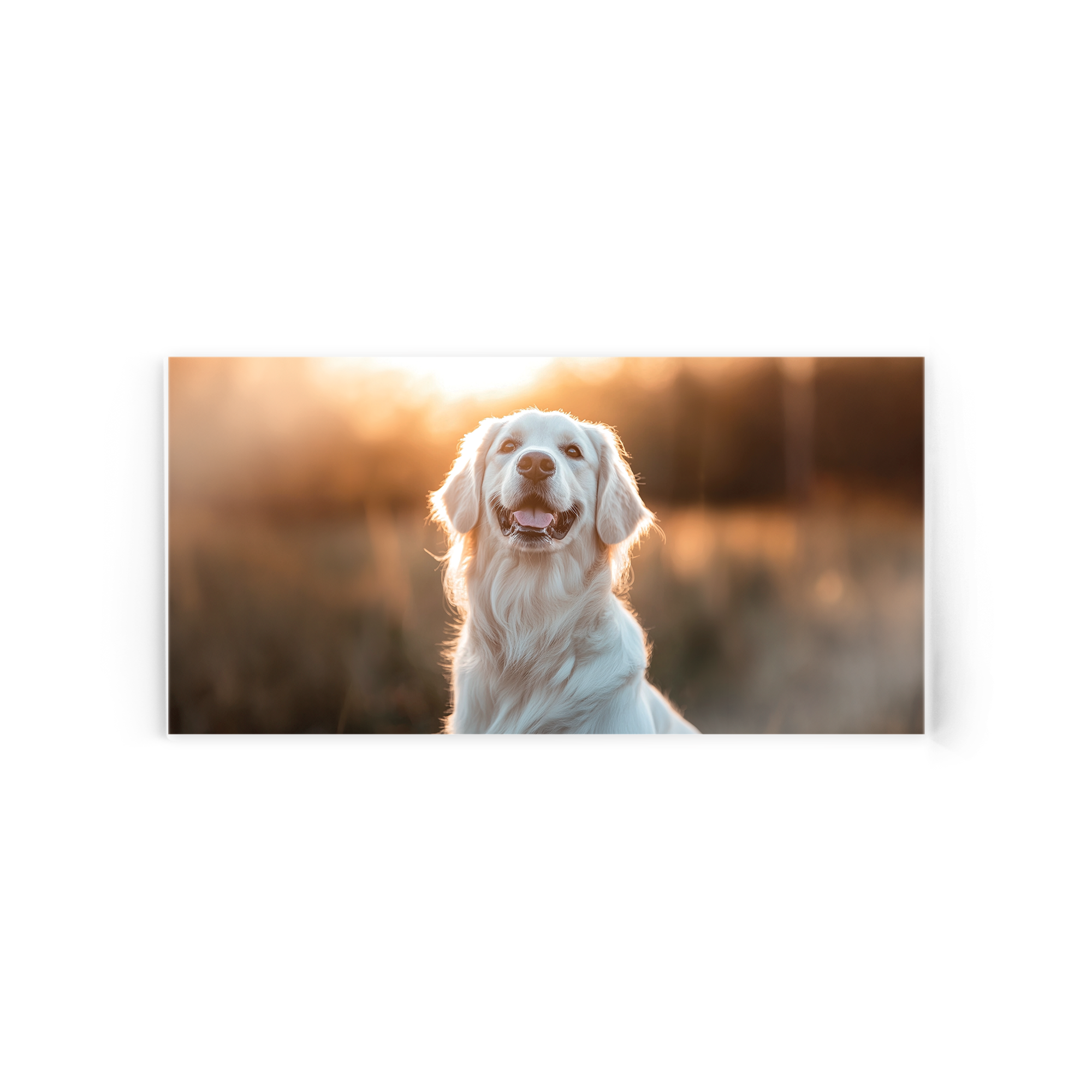 Photo imprimée sur plexiglas dun golden retriever souriant avec Originalité et éclat