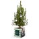 Mini Christmas tree in personalised pot