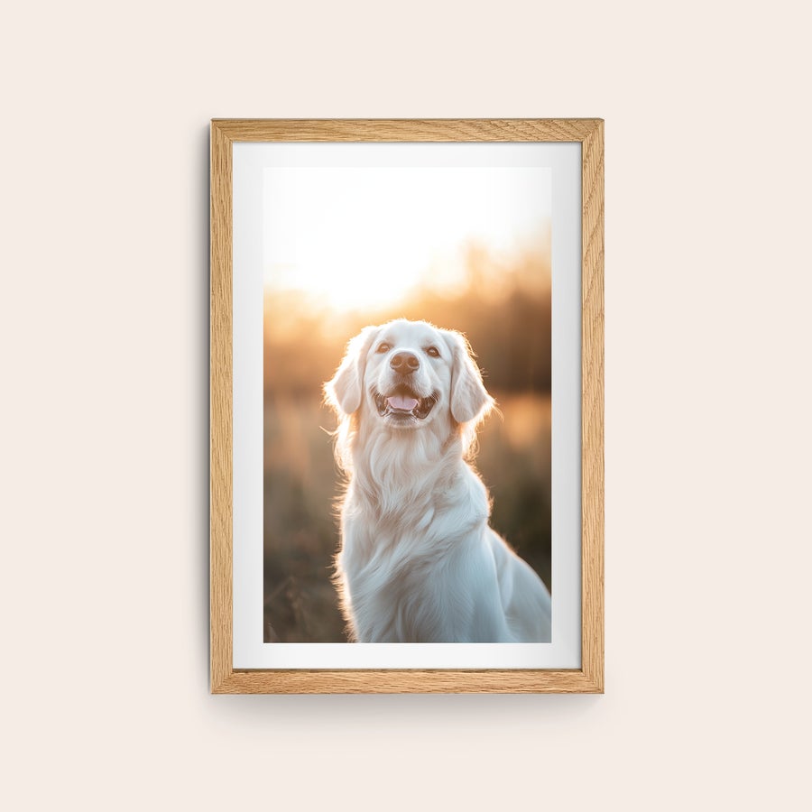 Inramat foto Personaliserad affisch med din vackraste fotoögonblick, tryckt och inramad i ek med en glad golden retriever i motljus.