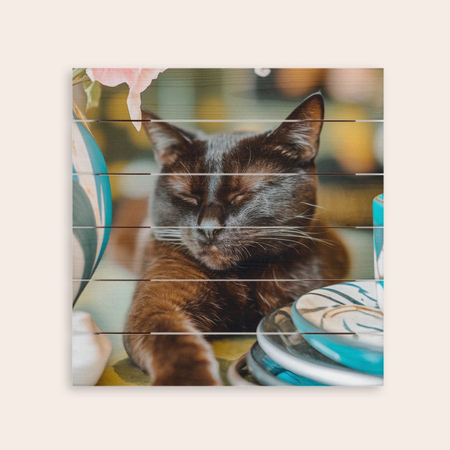 Tre bilde Personlig bilde på treplanker med et trykk av en sovende katt med hvite værhår.