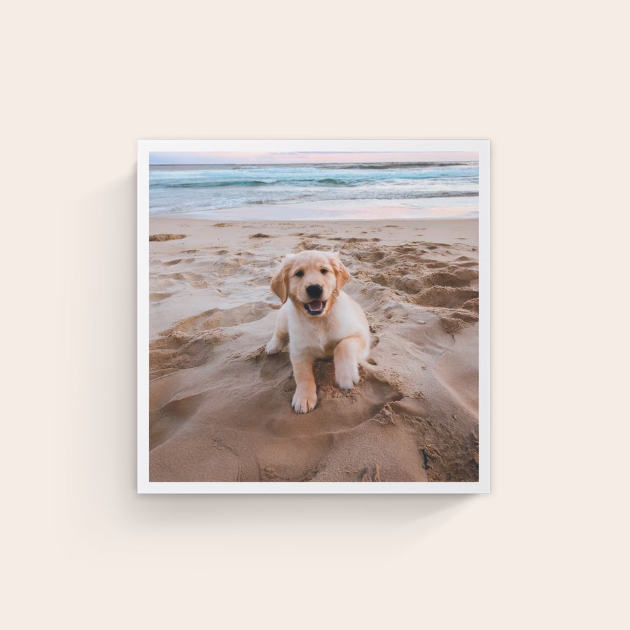 Pânză personalizată Fotografie personalizată cu cățeluș auriu pe plajă tipărită pe pânză de înaltă calitate.