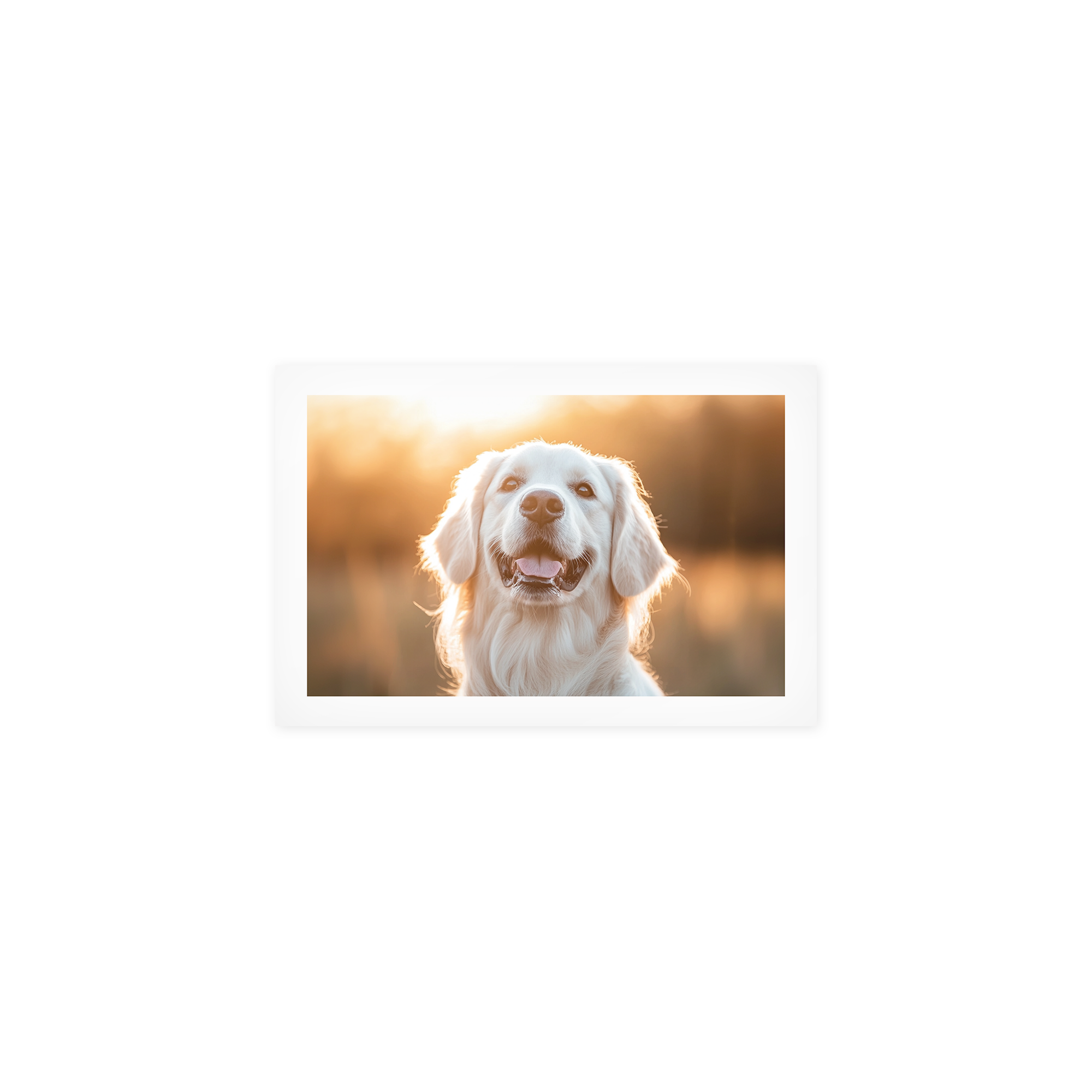 A personalized poster photo print featuring a happy golden retriever in a field printed with a custom photo