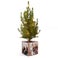 Mini vianočný stromček v personalizovanom kvetináči